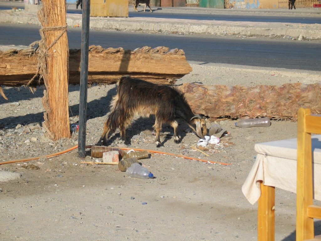 Ziege am Strassencafe